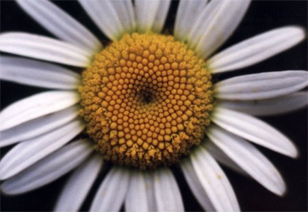 Daisy flower